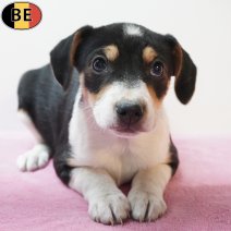 Belgische Fox 220126 F(BE5937) 290326.jpg