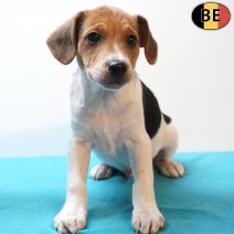 Belgische Fox 220126 M(BE5954) 290326.jpg