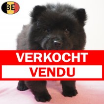 Chow Chow 170126 F(BE1459) 180326 verkocht - vendu.jpg
