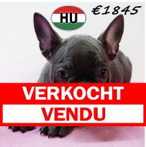 Franse Bulldog 111125 F (HU8746) 250226 verkocht - vendu.jpg