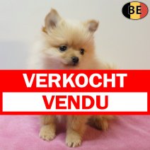 Keesje 190126 F(BE4095) 180326 verkocht - vendu.jpg