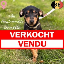 Pinscher Ornella (met stamboom) 210925 F(BE0876) 250326 verkocht - vendu.jpg