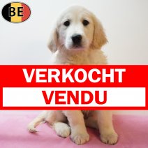 Golden Retriever 301225 F(BE4444) 110326 verkocht - vendu.jpg