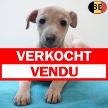 Italiaanse Windhond 140126 M(BE3685) 110326 verkocht - vendu.jpg