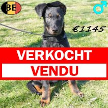 Beauceron 111225 M(BE1710) 180326 verkocht - vendu.jpg