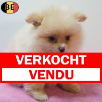 Keesje 170126 F(BE0519) 180326 verkocht - vendu.jpg