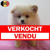 Keesje 170126 F(BE1545) 180326 verkocht - vendu.jpg