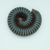 Regenboog Miljoenpoot 290326 1.JPG