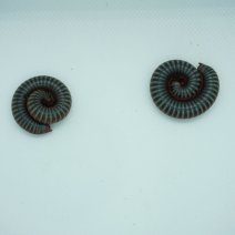 Regenboog Miljoenpoot 290326 2.JPG