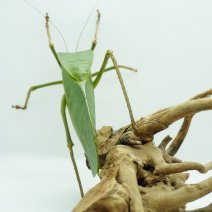 reuzen sabelsprinkhaan 290326 1.JPG