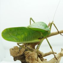 reuzen sabelsprinkhaan 290326 2.JPG