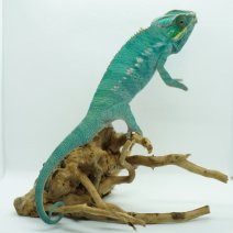 kameleon furcifer pardalis 290326 1.JPG