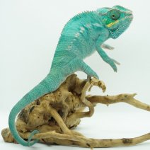 kameleon furcifer pardalis 290326 2.JPG