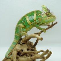 Jemenkameleon 290326 1.JPG