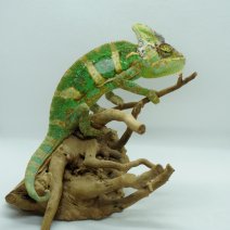 Jemenkameleon 290326 2.JPG