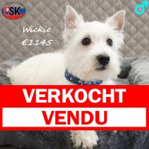 West Highland White Terrier Wickie 271025 M(SK1164) 180326 verkocht - vendu.jpg
