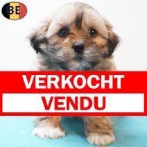 Lhasa Apso 270126 M(BE6023) 250326 verkocht - vendu.jpg