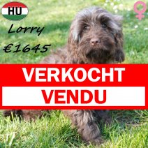 Cockapoo Lorry 081125 F(BE8724) 230326 verkocht - vendu.jpg