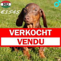 Teckel 081125 M(HU2417) 220326 verkocht - vendu.jpg