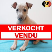 Italiaanse Windhond 140126 M(BE3009) 110326 verkocht - vendu.jpg