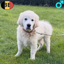 Golden Retriever 161225 M(BE4938) 310326.jpg