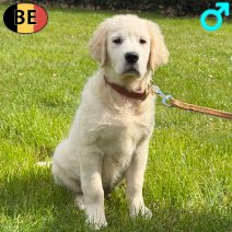 Golden Retriever 161225 M(BE5390) 310326.jpg