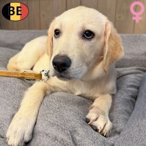 Labrador 031225 F(BE4474) 310326.jpg