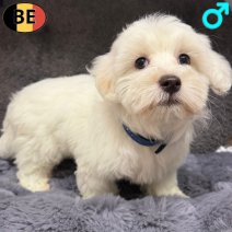 Maltezer 070126 M(BE1170) 310326.jpg