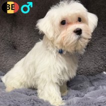 Maltezer 231225 M(BE6045) 310326.jpg