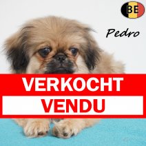 Pekingees Pedro 111225 M(BE2652) 250326 verkocht - vendu.jpg