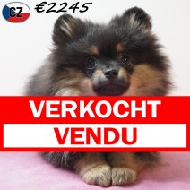 Keesje 111125 F(CZ5832) 180326 verkocht - vendu.jpg