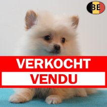 Keesje 190126 M(BE2102) 180326 verkocht - vendu.jpg