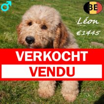 Cockapoo Leon 121025 M(BE1097) 210326 verkocht - vendu.jpg