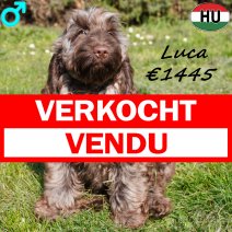 Cockapoo Luca 081125 M(BE8721) 230326 verkocht - vendu.jpg