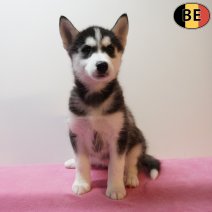 Husky 270126 F(BE5943) 010426.jpg