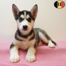 Husky 270126 F(BE5958) 010426.jpg