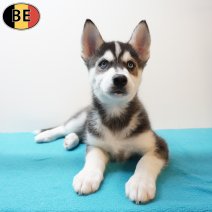 Husky 270126 M(BE6028) 010426.jpg