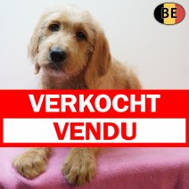 Labradoodle 301225 F(BE4777) 110326 verkocht - vendu.jpg