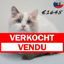 Ragdoll 271125 M(CZ1970) 180326 verkocht - vendu.jpg