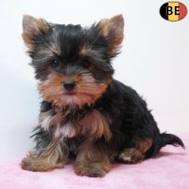 Yorkshire Terrier 230126 F(BE6027) 250326.jpg