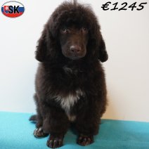 Poedel 141125 M(SK1122) 030426.jpg