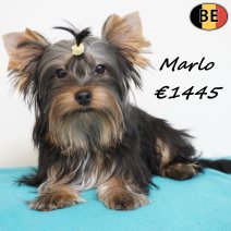 Yorkshire Terrier Marlo 251025 M(BE3907) 030426.jpg