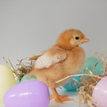 Kuikentjes 030425  2.JPG