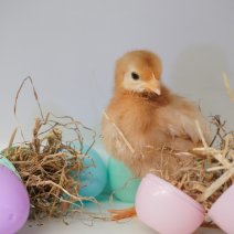 Kuikentjes 030425  3.JPG