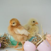 Kuikentjes 030425  4.JPG