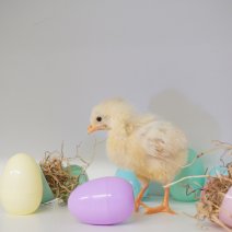 Kuikentjes 030425 1.JPG