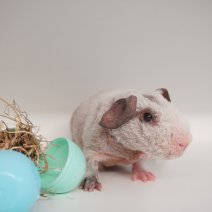 skinny cavia werewolf 030426 1.JPG