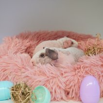 skinny cavia werewolf 030426 2.JPG