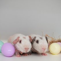 skinny cavia werewolf 030426 3.JPG