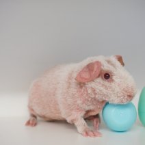 skinny cavia werewolf 030426 4.JPG